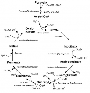 Ciclo de Krebs