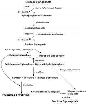 Pentose phosphate pathway