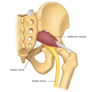 Anatomical location of the piriformis and sciatic nerve